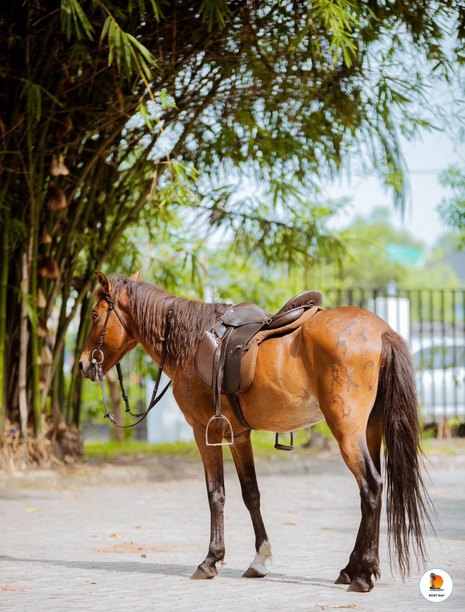 Balade à cheval